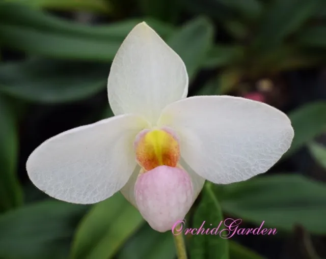 Orchid Orchidee Paphiopedilum Joyce Hasegawa (1 Sr)