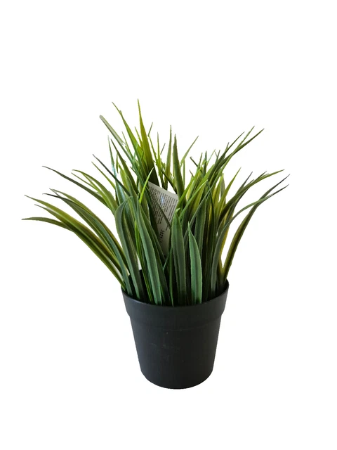 kentia palme kaufen hornbach Howea forsteriana (Kentiapalme) kaufen main image 0