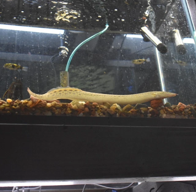 Live Tire Track Zig Zag Eeel (9-10" Freshwater Aquarium Fish) PLS READ DESCR 8