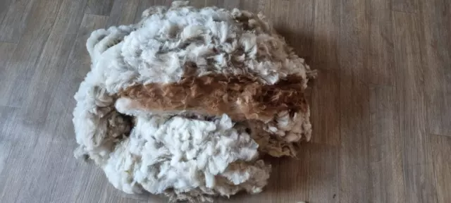 Rockleigh Alpacas - Alpaca Fleece - White/Brown - Anahita - 1200g