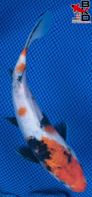 8" SHOWA Live Koi Fish Garden Pond Fin BKD T8