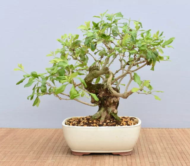 Bonsai Indoor, Taubenbeere (Duranta repens) 24021 | Bonsai-Garten-Müller