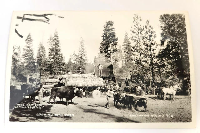 RPPC LOGGING WITH Oxen Horses Loggers Eastman's Studio c1950s Repro ...