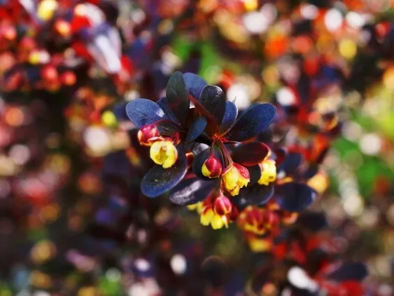 Berberis Thunbergii cv Atropurpurea Épine-vinette Japonais Plante A40 Env 50cm