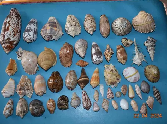 SEA SHELL  - LOT DECOUVERTE - COLLECTION DE 54 COQUILLAGES DE 16 à 141mm