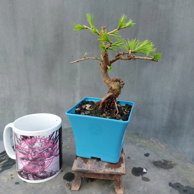 Lovely mame european Larch bonsai tree