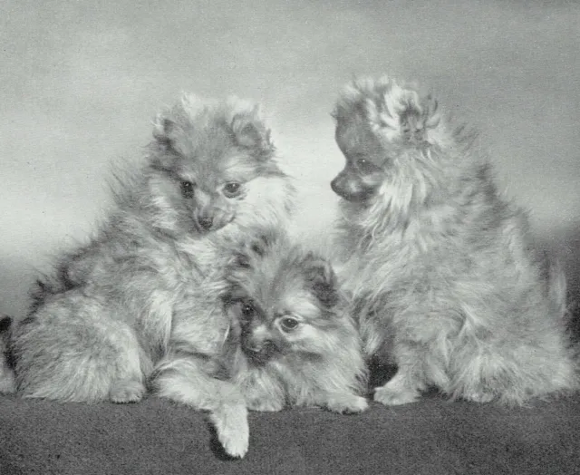 Spitz Pomeranian Breed History & Characteristics 1965 Photo Article H195