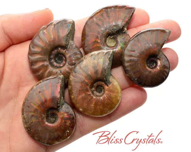 1 MedLrg Red Fire AMMONITE Opalized Fossil Whole Shell Nautilus Specimen #FA05