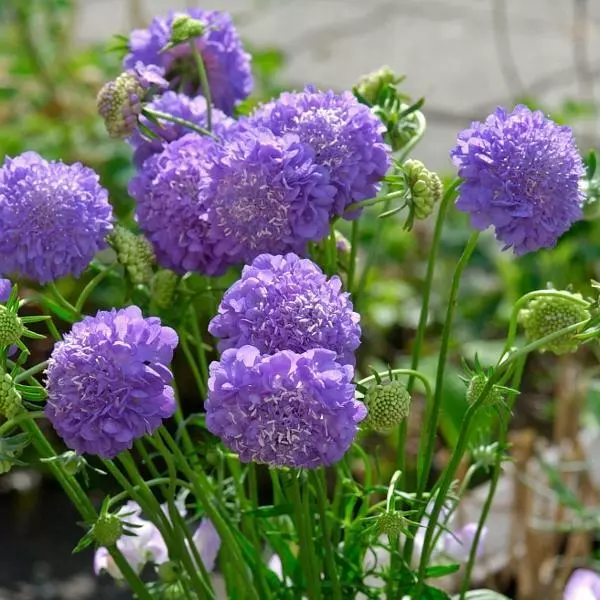 Scabiosa Atropurpurea Oxford Blue Pack Kings Quality Pack Flower Seeds