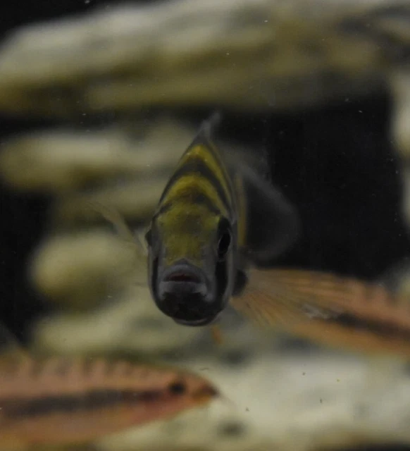 Live Buttikoferi Zebra Tilapia Cichlid (3" Aquarium Fish) PLS READ DESCR 5