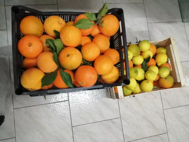 Box Mix Kg 10 di Agrumi LUCANI Mandarini ARANCE e LIMONI misto BIO naturali