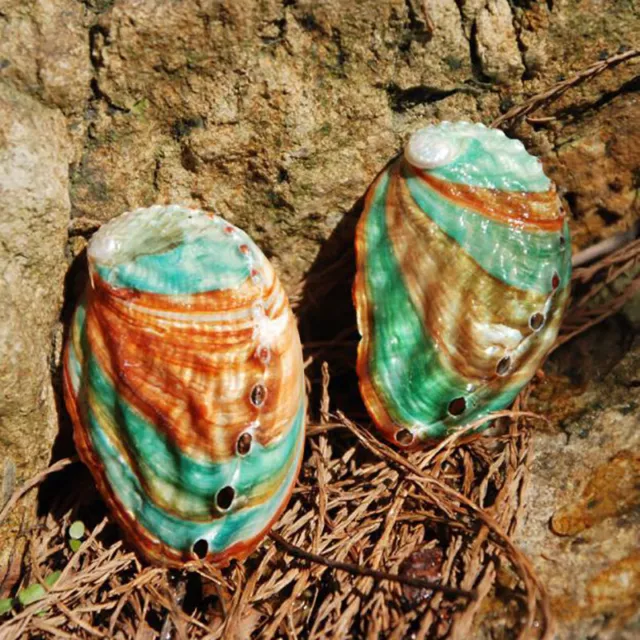 2pcs 6-7cm Abalone shell natural conch DIY handmade material photography p_dx