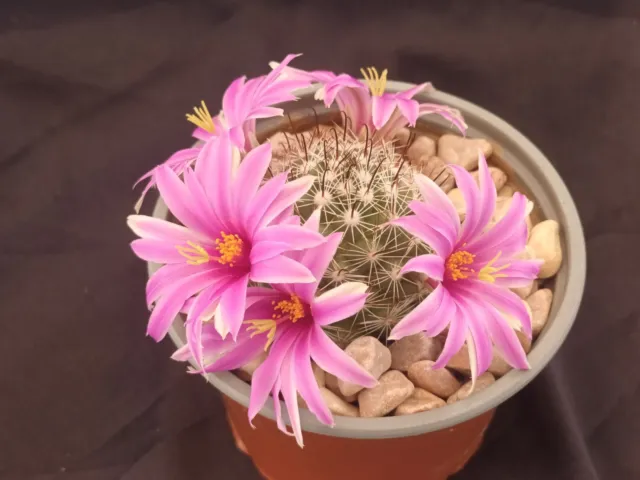 Cactus Mammillaria Boolii Shown In 88mm Round Pot