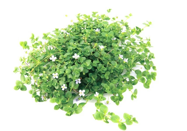 Bacopa australis - Topf pflegeleichte Aquarienpflanze Hintergrund Dennerle 108