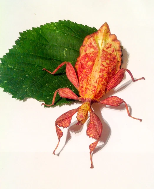 AUTUMN LEAF / stick insect eggs x 10! Rare! Phyllium LIVEFOOD £9.00