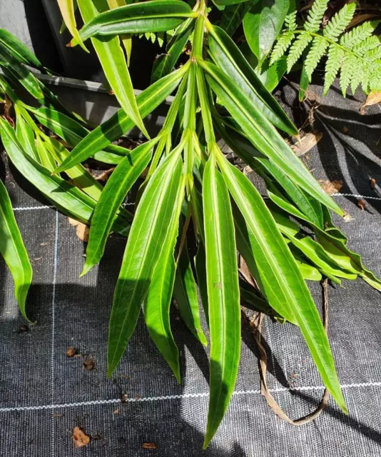 Medinilla dolichophylla - Doli Chandelier 2