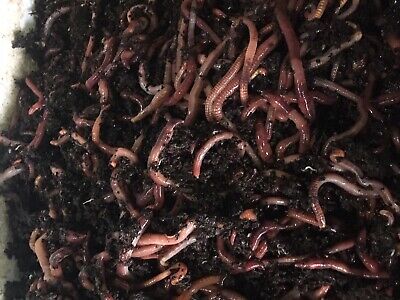 4 lb Compost worms  European n. crawler, Red wigglers mix