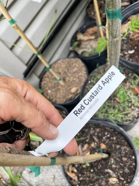 tropical fruit trees plants Red Sugar Apple “ San Pablo “ 3 Gal