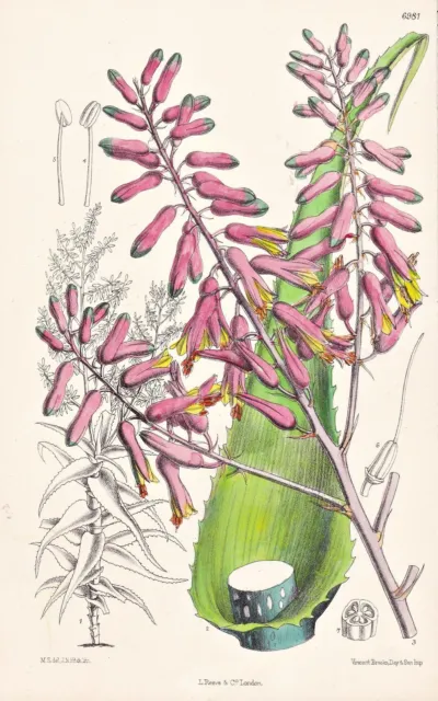 Aloe Hildebrandtii Africa Blume Botanik flower botany Lithographie Curtis 6981
