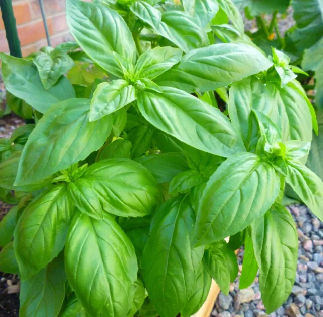 Organically Grown Sweet Italian Basil seeds 40 count~herbal healing