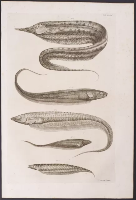 Seba - Eels. 32, 1765 Curiosities Original Folio Engraving