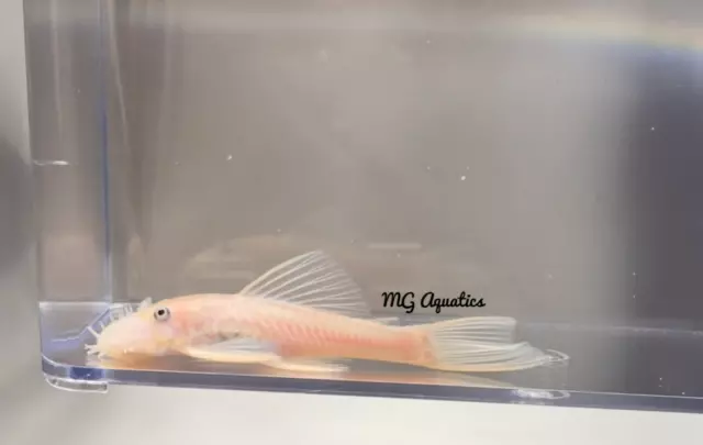 Snow White Bristlenose Pleco 3.25 inch Male