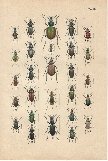 Confezione Di 12 Coleotteri Per Pesca Con La Mosca, Dimensioni Miste 12 - Foto 7