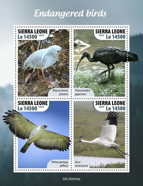 ENDANGERED BIRDS 4-Value MNH Birds/Bird Stamp Sheet #690 (2020 Sierra Leone)