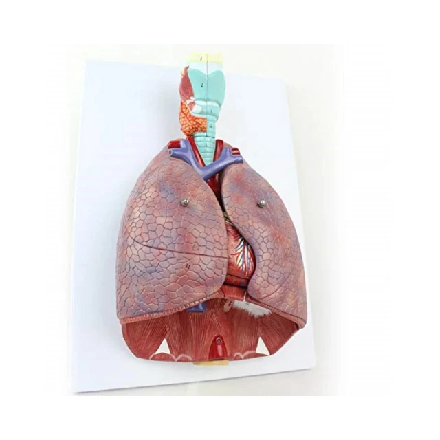 HUMAN CHEST THROAT Anatomical Model Larynx Heart Lung Respiratory ...