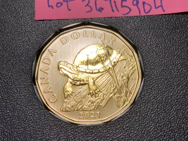 2021 Canada Specimen 1$ Dollar  Loonie  Blanding's Turtle Flawless Coin