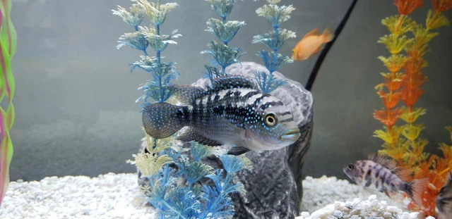Jack Dempsey Cichlid Freshwater Aquarium Fish 11
