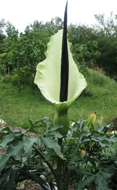 BIOLOGICO - 20 Semi Perenne Dracunculus Vulgaris Bianco Non OGM