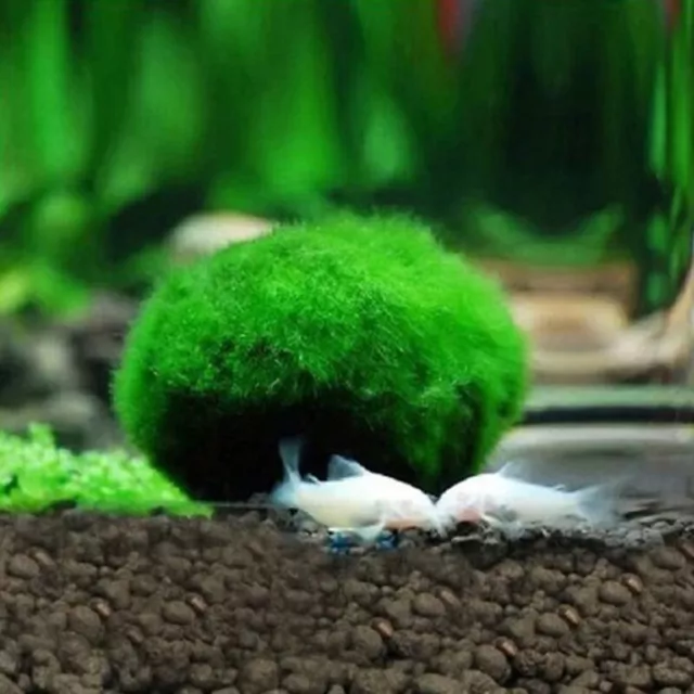 2-4 cm boules de mousse Marimo plantes d'aquarium vivantes algues poisson crevettes réservoir ornement BWUS 3