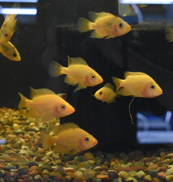 Live Red Devil Cichlid (3" Juvenile Freshwater Aquarium Fish) *PLS READ DESCR* 5