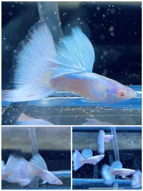 1 Trio Live Guppy Fish -  Platinum - High Quality