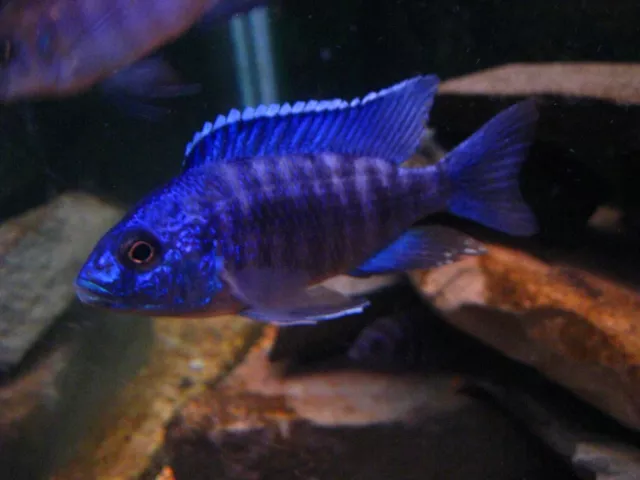 Blue Regal Peacock, Aulonocara stuartgranti "Cobue" Cichlid, Guaranteed