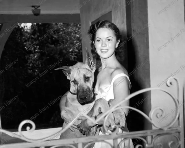 8x10 Print Shirley Temple with Great Dane 1950 Candid #WGD