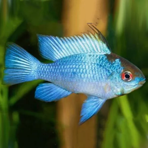 1 Pair Live Juvenile Electric Blue Ram Cichlid Freshwater Tropical Fish Grade A+