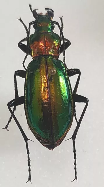 Carabus Chrysocarabus lineatus troberti France