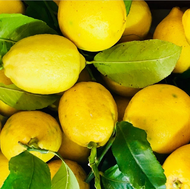10 kg cassetta  limoni di sicilia bio naturali raccolti e spediti freschi agrumi