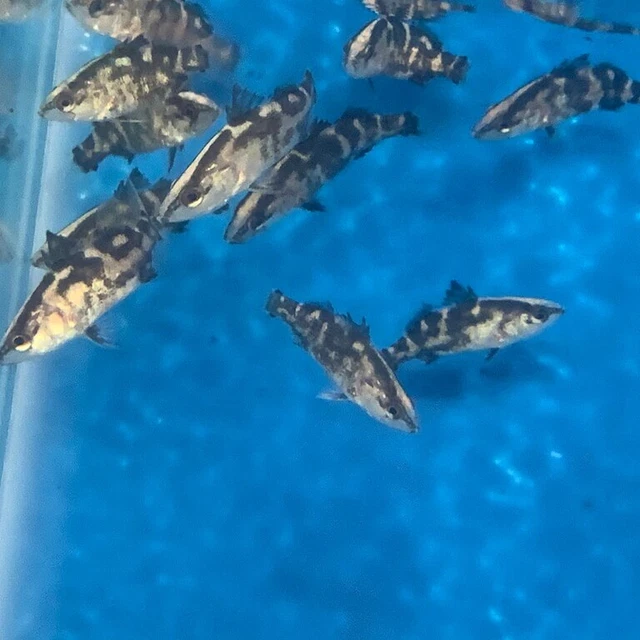 Barramundi 2.5-3”in length live tropical fish