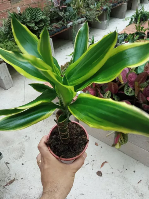 Plantas de interior Dracaena fragans Golden Coast Planta palo de brasil