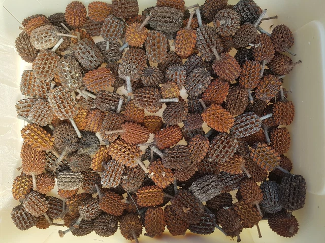 Large Australian Gum Nuts 100 Casuarina Pods, Sheoak Pods Seasoned Kids Crafts