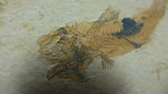 GEOLOGICAL ENTERPRISES Eocene fossil fish, Erismatopterus levatus Wyoming 3