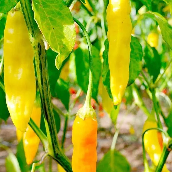 ORGANIC Aji Amarillo Peru Lemon Drop Chili Chilli Hot Pepper NEW SEASON 20 SEEDS