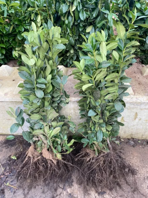 5 Cherry Laurel Hedging 40-60cm Evergreen Plants Bare Root Multi Stem A+ Grade