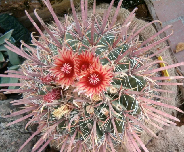 BARREL CACTUS (Ferocactus peninsulaei) 10 seeds