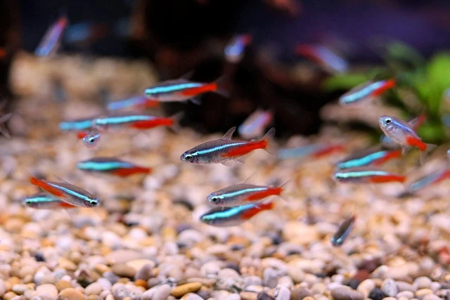 School of 12+2 Live Small Freshwater Neon Tetra Tropical Fish High Quality A+++