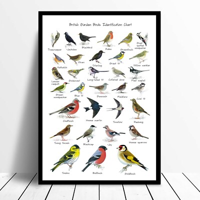 Texas Birds Of Prey Identification: The Wildlife Secrets Nobody Talks About - b2ekj0r