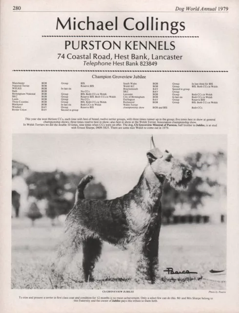 Welsh Terrier Dog World 1979 Breed Kennel Advert Print Page Purston Kennels